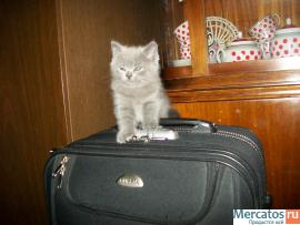 Британские кошечки 3