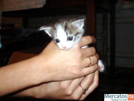 котенок в дар