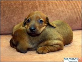 Отдам в добрые руки!