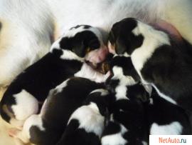 продам щенков бигля