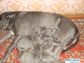 Щенки Мастино-неаполитано 2