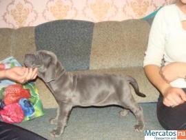 Щенки Мастино-неаполитано 4