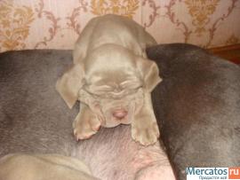 Щенки Мастино-неаполитано 6