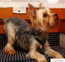 Стрижка йорширких терьров, стрижка других пород собак, стрижка к