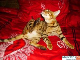 Продам бенгальского котенка недорого 3
