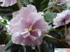 Фиалка Цветущая 2