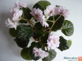 Фиалка Цветущая 3