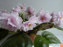 Фиалка Цветущая 4