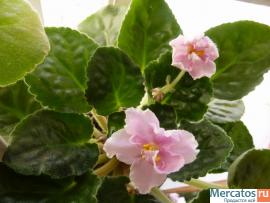 Фиалка Southern Delight