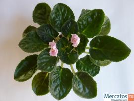 Фиалка Southern Delight 2