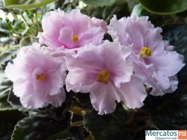 Фиалка Southern Delight 3