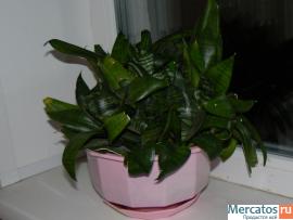 Продам цветы комнатные в связи с отъездом 5