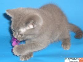 британские котята