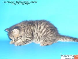 британские котята 2