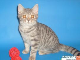 британские котята 3