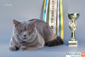 британские котята 4