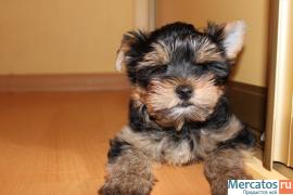 Щенки йоркширского терьера 2