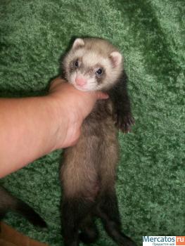 Продаются хорьки.