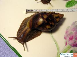 Гигантская Африканская улитка Ахатина 4