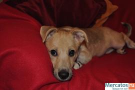 Кнопа ищет доброго хозяина 4