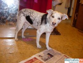 Малышка ищет доброго хозяина