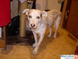 Малышка ищет доброго хозяина 2