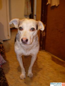 Малышка ищет доброго хозяина 3