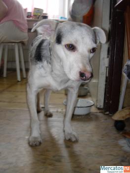 Малышка ищет доброго хозяина 4