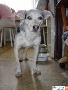 Малышка ищет доброго хозяина 5