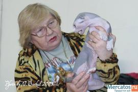 Большой выбор котят из группы бесшерстных кошек- в одном месте.