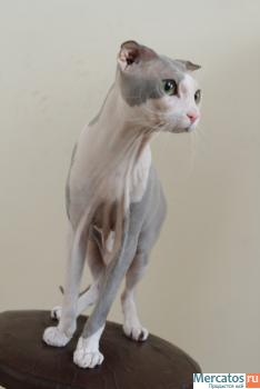 Большой выбор котят из группы бесшерстных кошек- в одном месте. 3