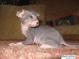 Большой выбор котят из группы бесшерстных кошек- в одном месте. 4