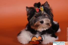 Бивер Йорк из Германии продается 5