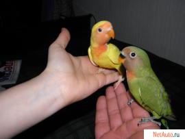 попугаи неразлучники