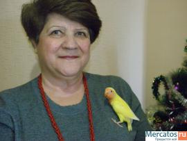 попугаи неразлучники 2