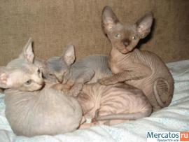 Котята канадского сфинкса