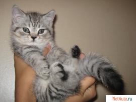 Британский котенок