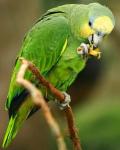 амазонский попугай