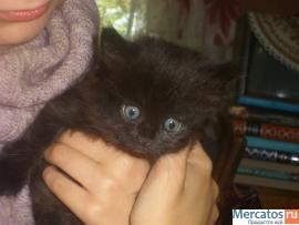 котенок ищет новых хозяев! 3