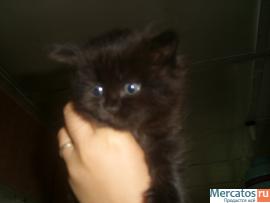 котенок ищет новых хозяев! 4