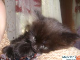 котенок ищет новых хозяев 2