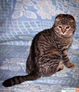 Скоттиш-фолд