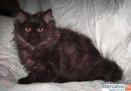 Хайленд-страйт