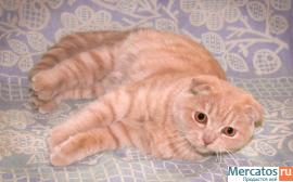 Скоттиш-фолд