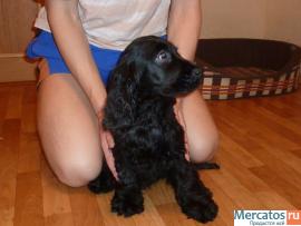 Английский кокер спаниель, щенки