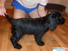 Английский кокер спаниель, щенки 2