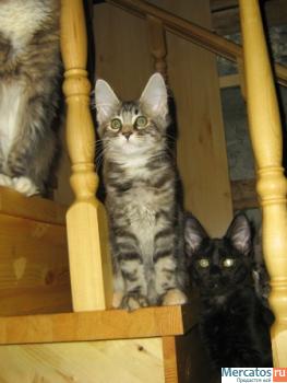 котята продажа