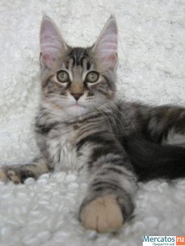 котята продажа 2