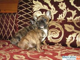 Французский бульдог 3 мес.мальчик