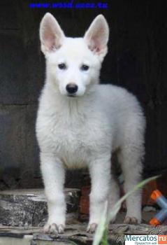 Белая швейцарская овчарка